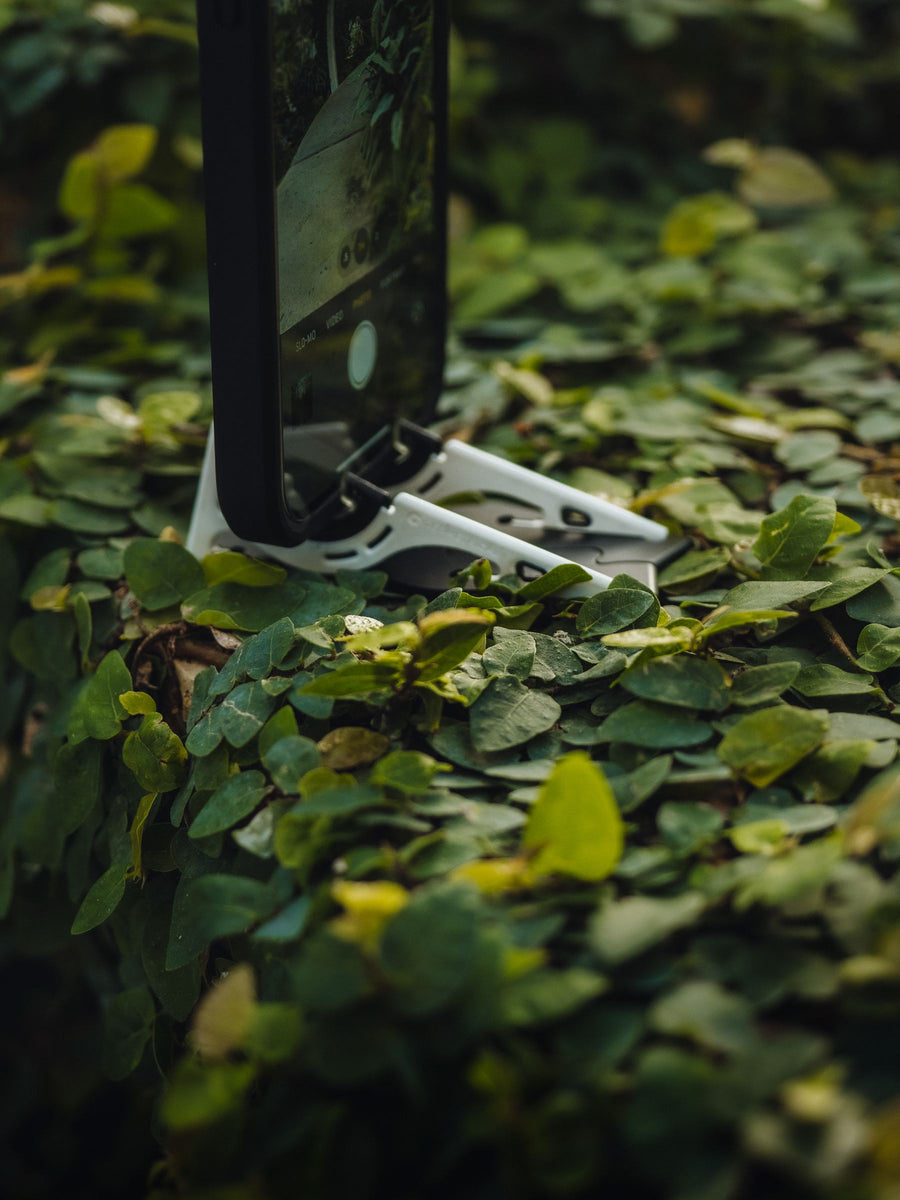 Propped between leaves