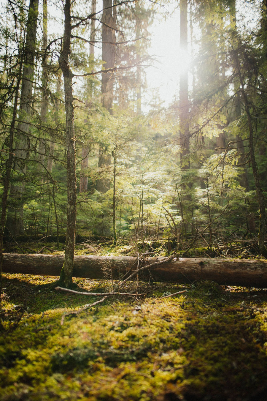 Light through the trees